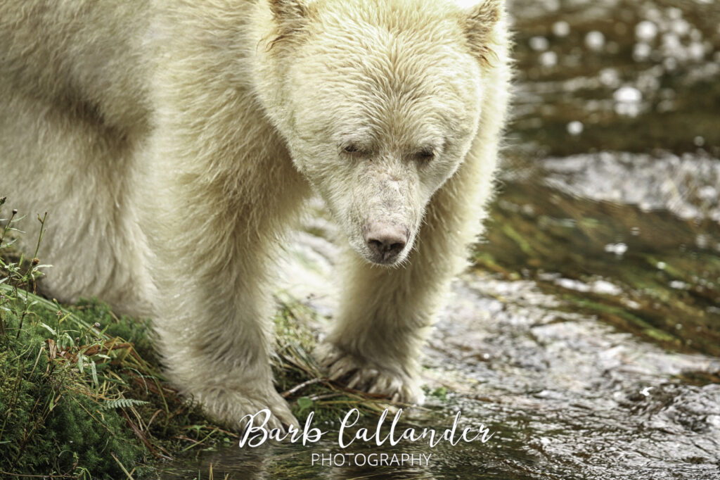 spirit bear, ursids